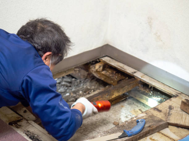 Best Mold Remediation for Specific Building Types in Colfax, WI