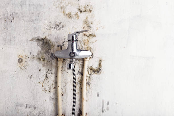 Best Residential Mold Remediation in Colfax, WI