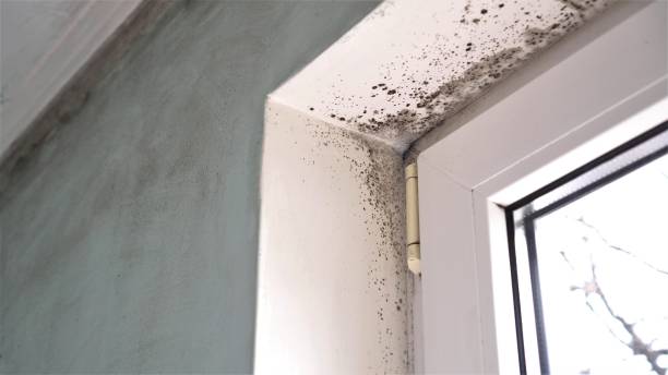 Trusted Colfax, WI Mold Remediation Experts