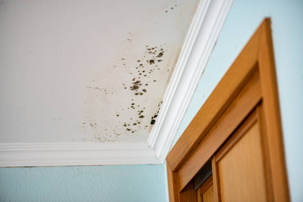 Best Post-Flood Mold Remediation in Colfax, WI