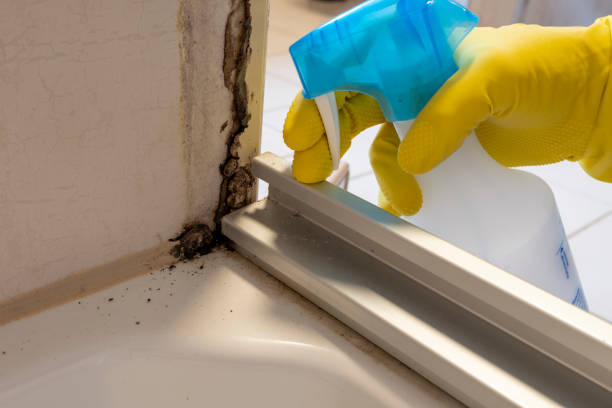 Best White Mold Remediation in Colfax, WI