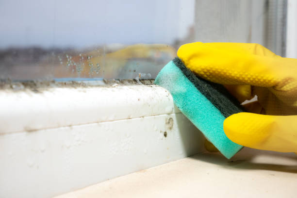 Best Bathroom Mold Remediation in Colfax, WI