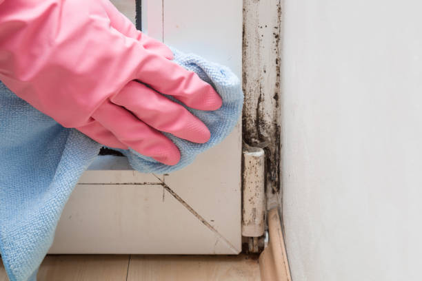 Best Kitchen Mold Remediation in Colfax, WI
