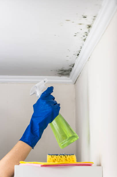 Best Mold Testing and Inspection Services in Colfax, WI