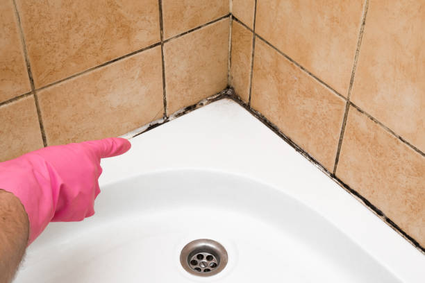Best Localized Mold Remediation (e.g., coastal areas, humid climates) in Colfax, WI